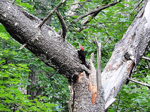 Pileated Woodpecker visit on August 31st, 2019