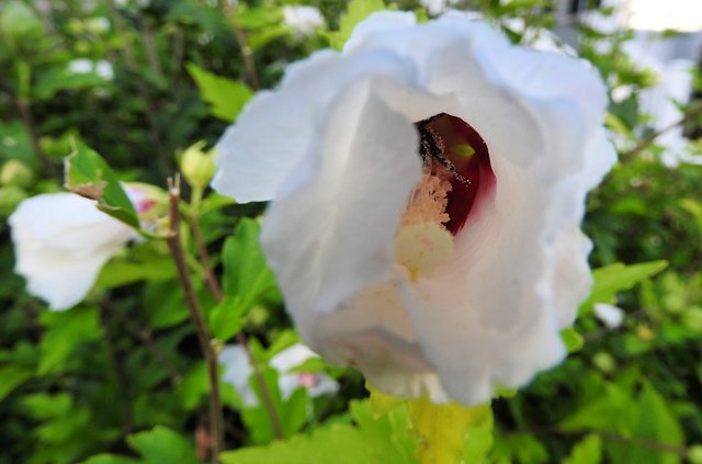 wander through someone's yard last week