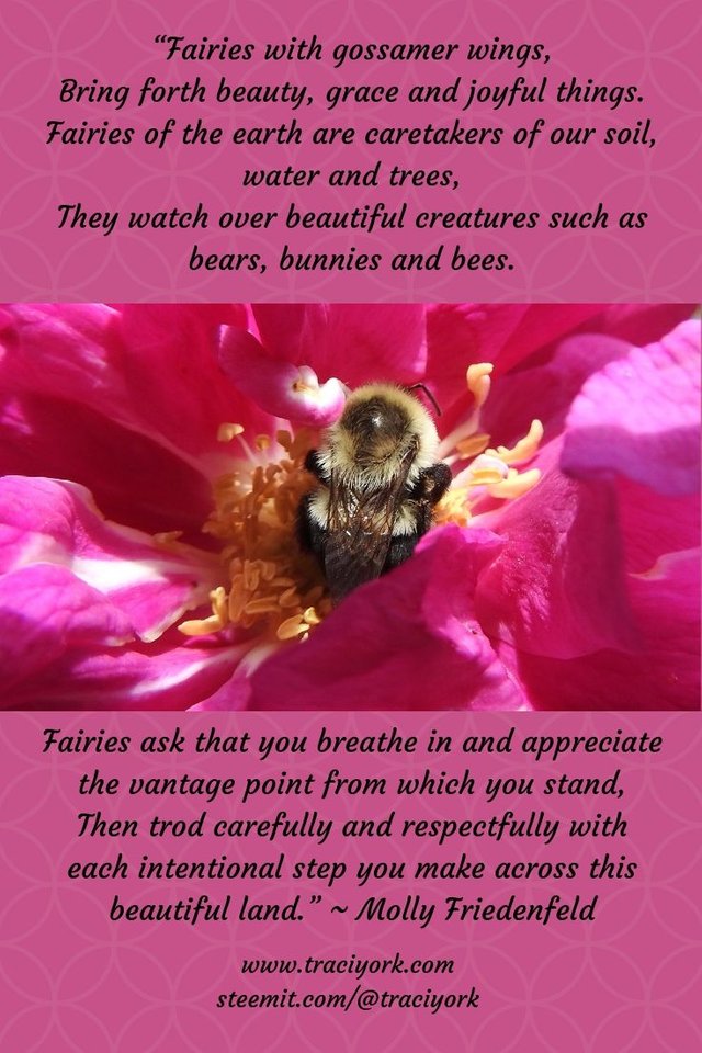 Redo Molly Friedenfeld Quote with Bee picture 2019