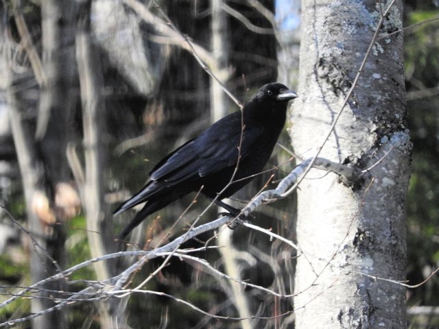 Crow Visit from February 24th 2017