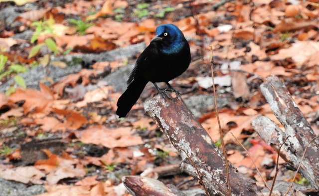 Awesome Annoyance of Grackles