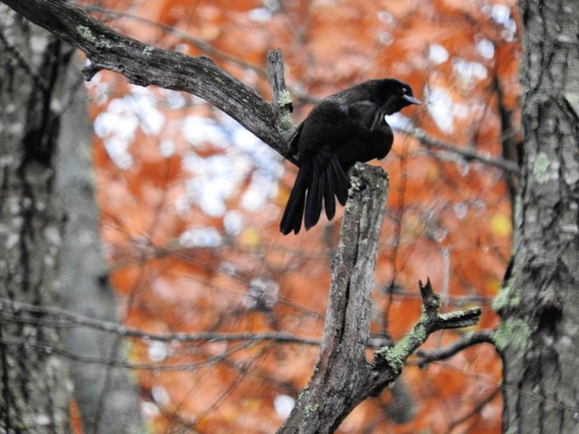 Awesome Annoyance of Grackles