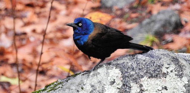 Awesome Annoyance of Grackles