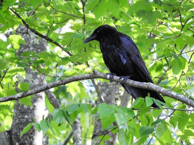 Dreamy Crow Couple