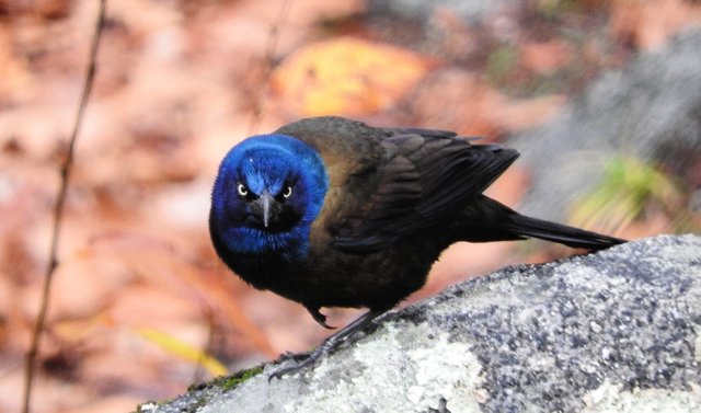 Awesome Annoyance of Grackles