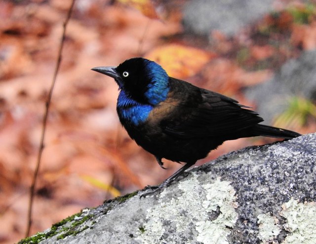 Awesome Annoyance of Grackles