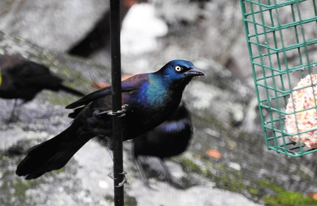 Awesome Annoyance of Grackles