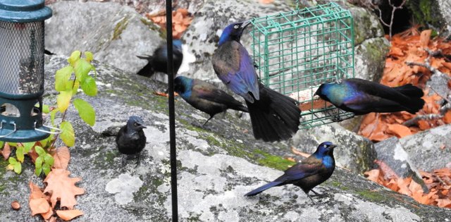 Awesome Annoyance of Grackles