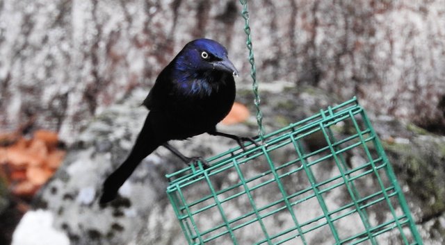 Awesome Annoyance of Grackles