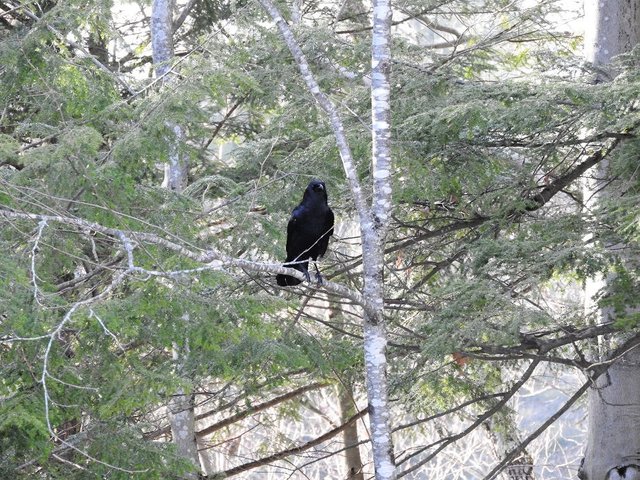 Crow Visit from February 24th 2017