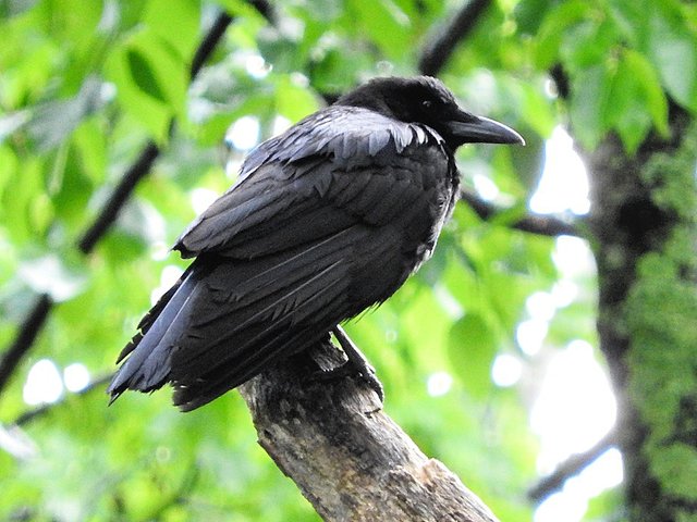 Crow Visit From June 2017