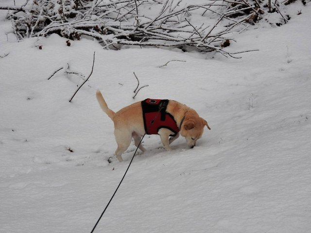 Wednesday Walk with Sandy