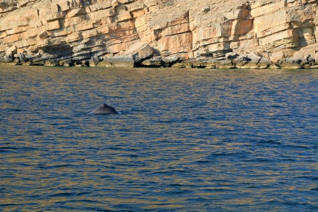 Khasab Musandam Oman Dhow Cruise