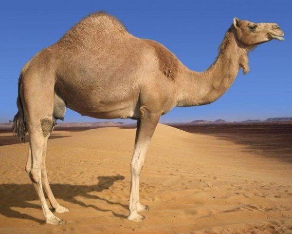 Great information about camel desert ship — Steemit