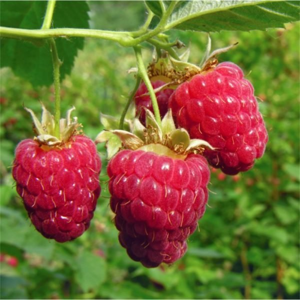a raspberry plant