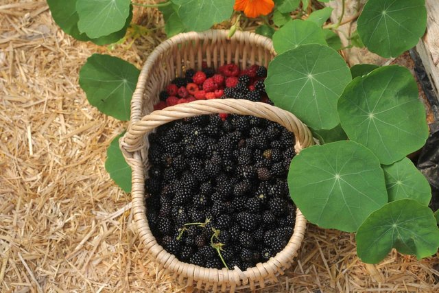 Blackberry & Beetroot Stir Fry Recipe