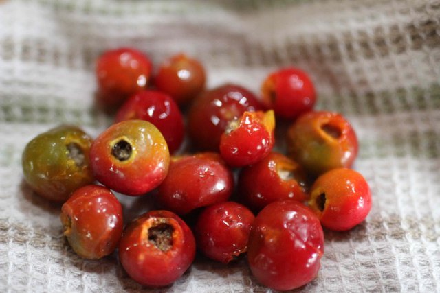 How To Make Rose Hip Wine (Recipe & Detailed Directions)