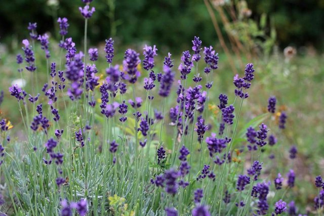 The Healing Garden: Growing Lavender (Lavendula officinalis)