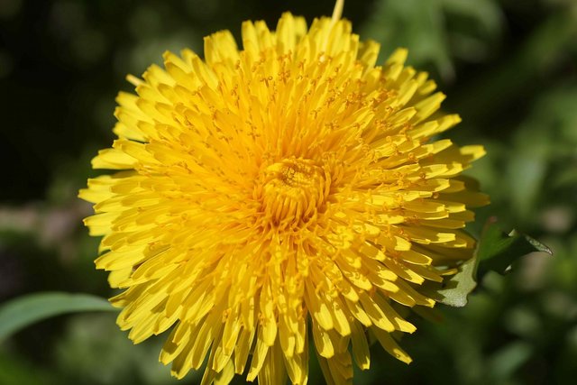 Go Ahead and Eat Your Dandelions (Recipe Included)