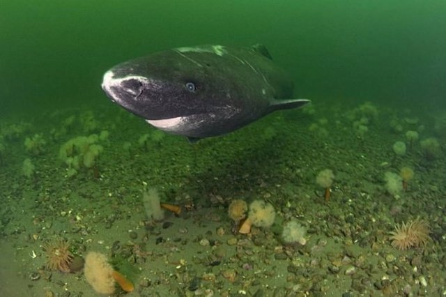 Greenland shark