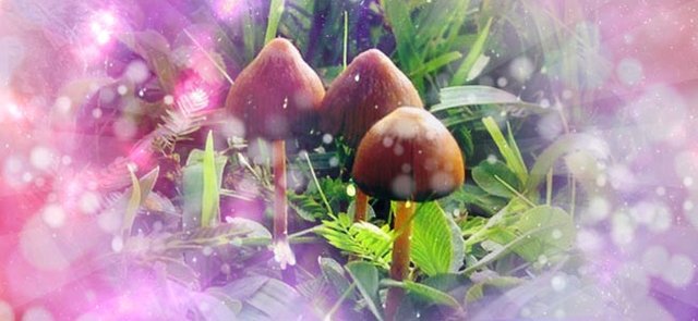 Image result for Psilocybe mexicana