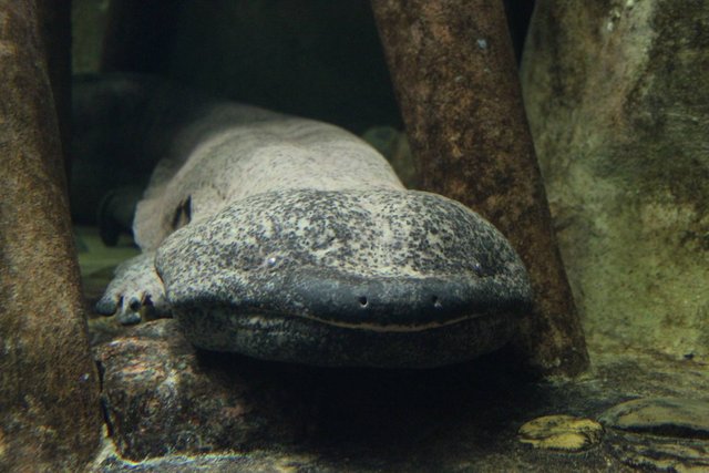 Chinese Giant Salamander is 5 Species—And They're Threatened