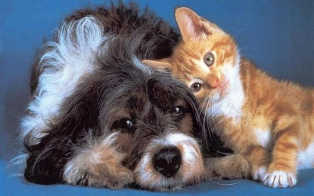 Gato y perro felices