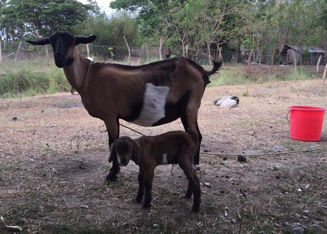 Yehey's Farm - Goats