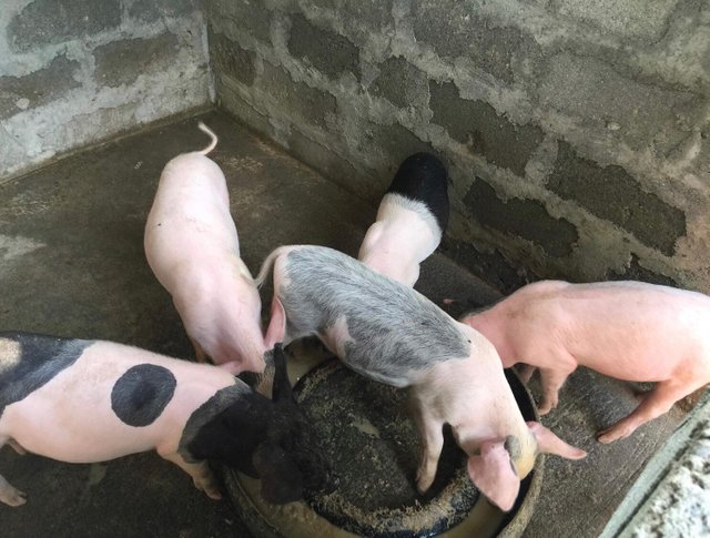 Yehey's Farm - Pigs