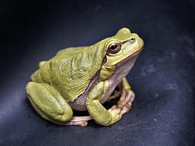 A normal frog!