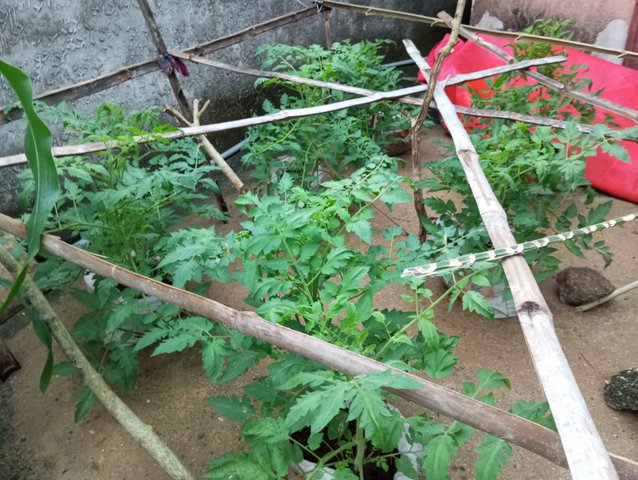 urban gardening