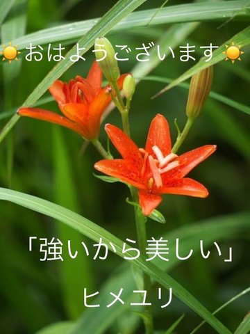 ヒメユリの花言葉 Dclick