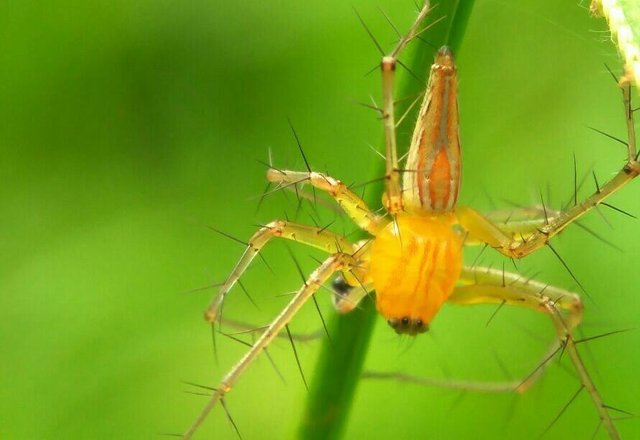 город золотого паука 2022