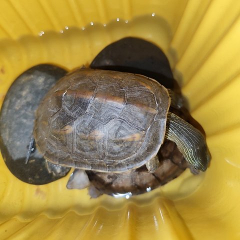 这只乌龟每次见它都是...