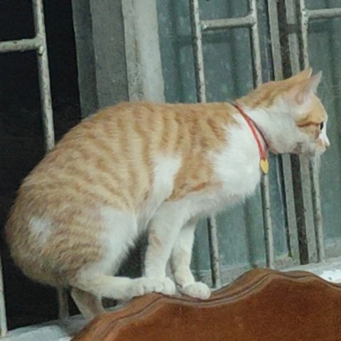 有个朋友想要只小猫，...