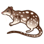 quoll.png