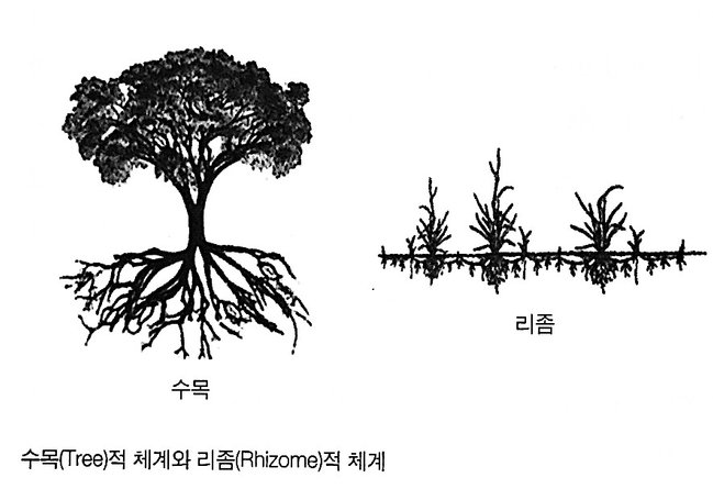 Rhizome.jpg