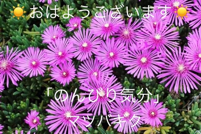 マツバギクの花言葉 Dclick