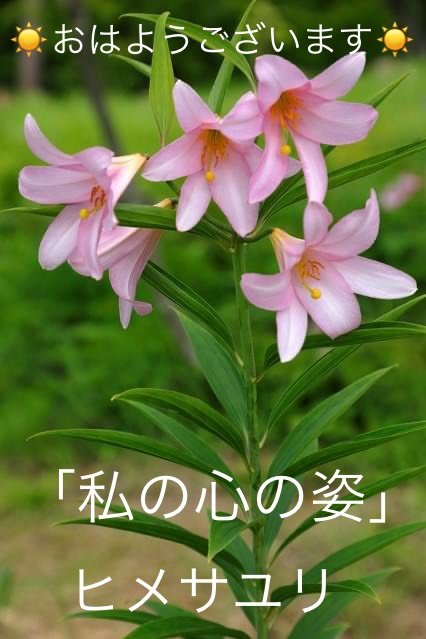 ヒメサユリの花言葉 Dclick