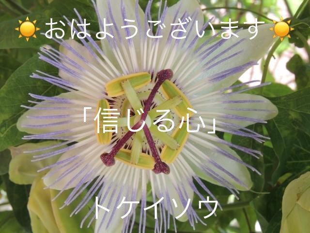 トケイソウの花言葉 Dclick