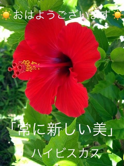 ハイビスカスの花言葉 Dclick