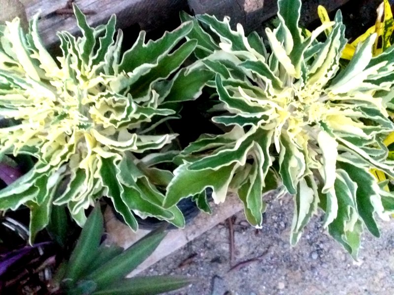 Tanaman Hias Cocor Bebek Dclick