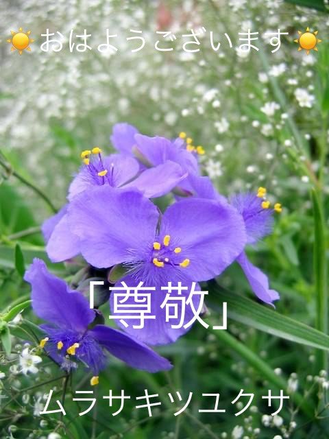 ムラサキツユクサの花言葉 Dclick