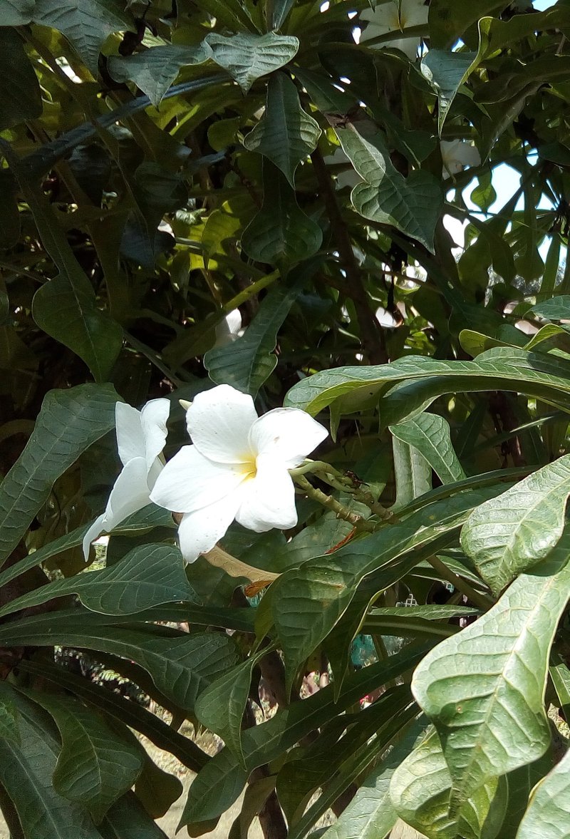 White Jasmine Flower My Collection Dclick