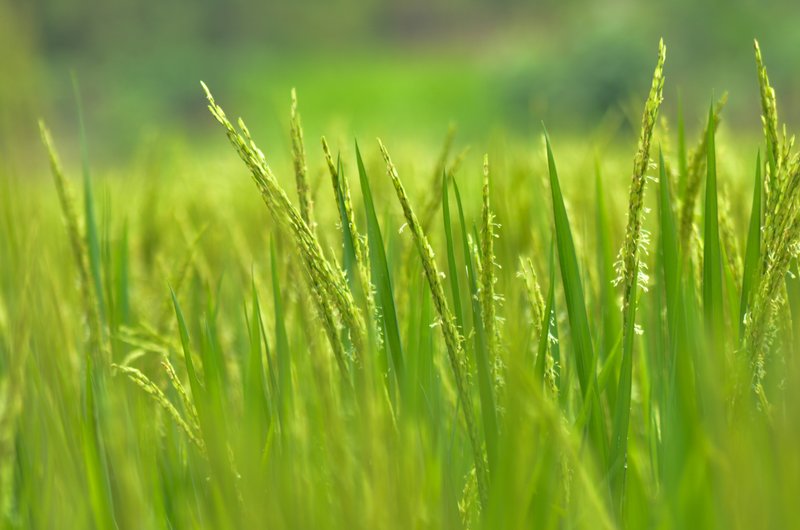 Greeneries Meaning In Bengali