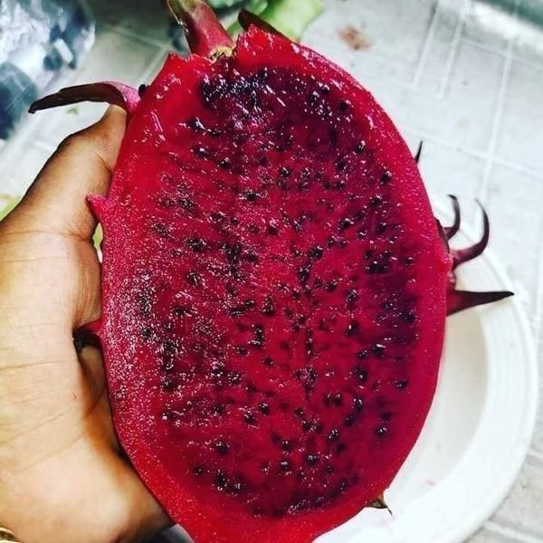 mustang pitaya