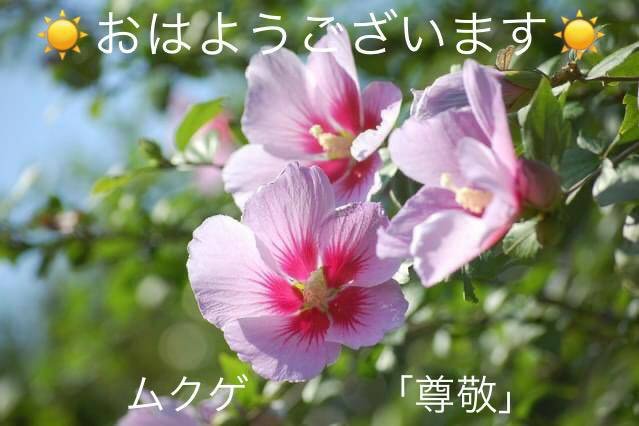 ムクゲの花言葉 Dclick