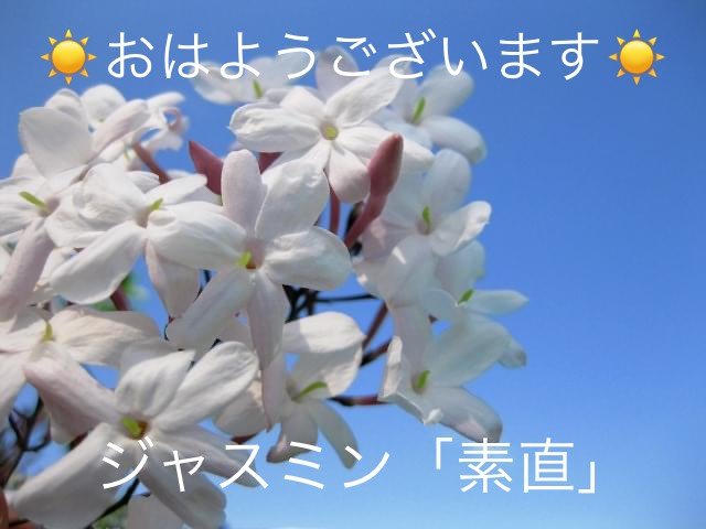 ジャスミンの花言葉 Dclick