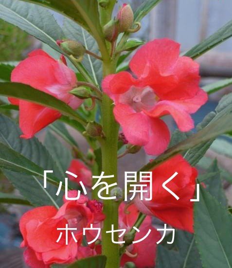 ホウセンカの花言葉 Dclick