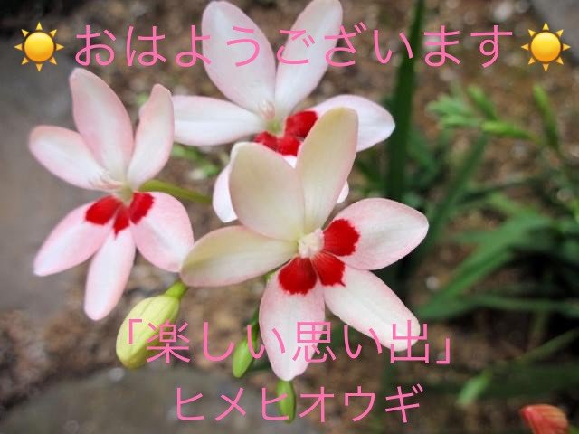 ヒメヒオウギの花言葉 Dclick